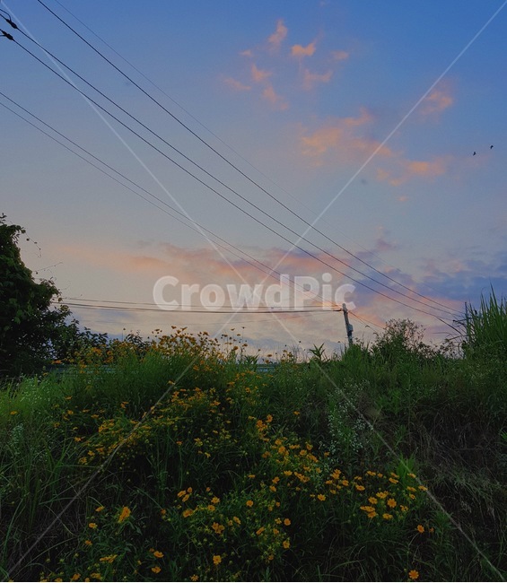 하늘,노을,꽃,sky,sunset