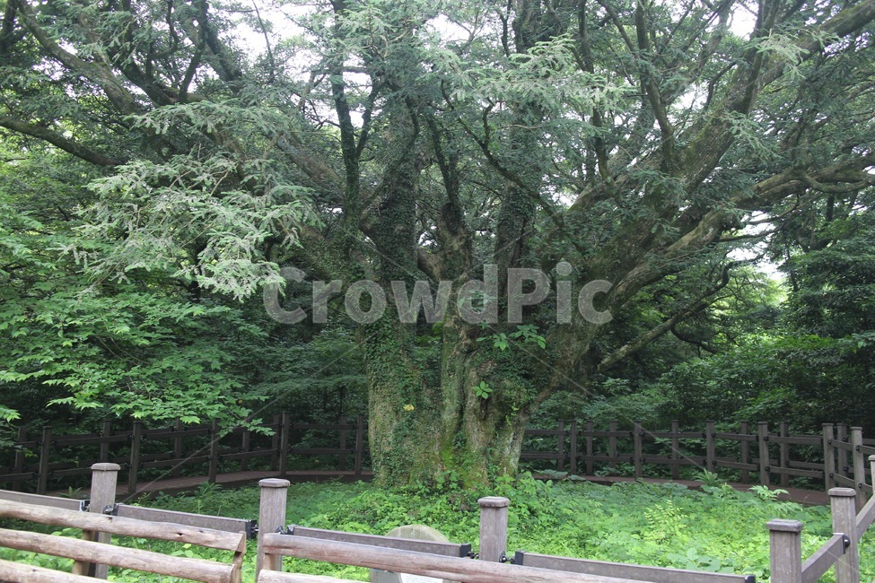 나무,숲,비자림,제주도,수목,식물,자연,plants,nature,나무,trees,wood