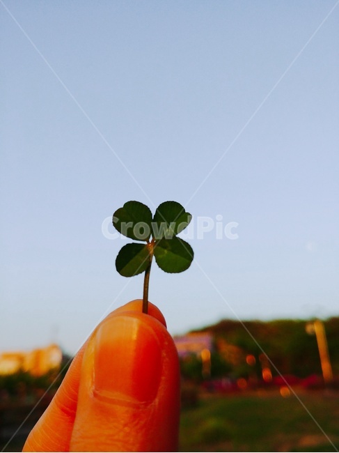 네잎클로버,식물,손,공원,하늘,plant