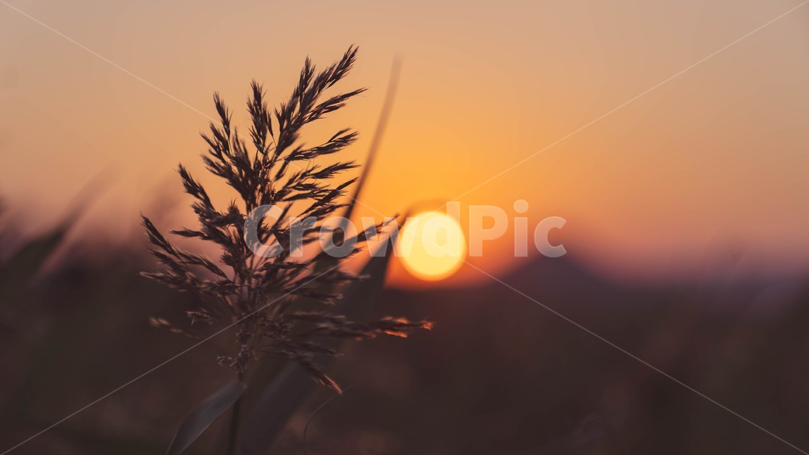 노을,갈대,해질녁,가을,sunset,가을,계절,fall,autumn,season,감성,sensible,feeling,grass,잔디,plant,식물,nature,자연,outdoors,옥외,sky,하늘