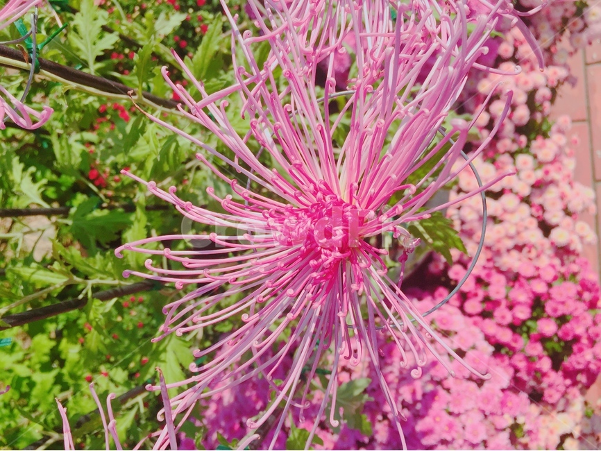 꽃,자연,식물,봄,flower,nature,식물,자연,plants,nature,꽃,flower
