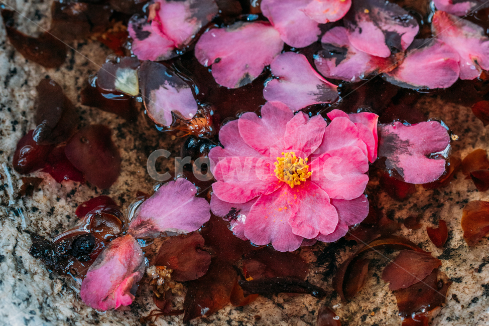 꽃,봄꽃,빨강,빛,식물,자연,plants,nature,flower,bloom,배경화면,물,분홍,꽃,flower