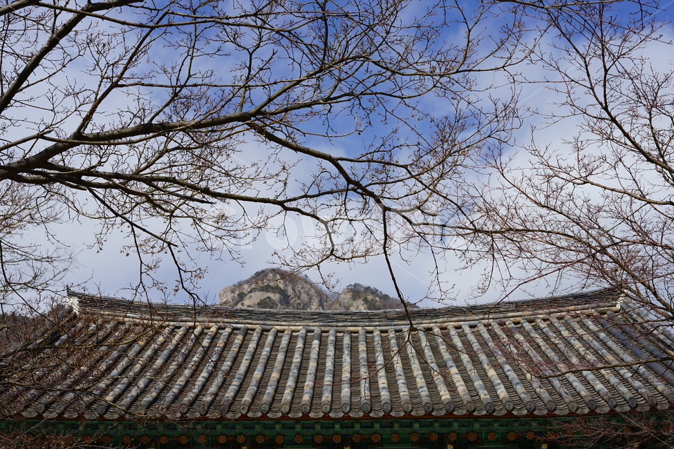 기와,나뭇가지,한국적,전통적,한옥,겨울,계절,winter,season,한국전통,한국문화,korean traditional,korean culture,건축물,건물외관,exterior,building,structure,architecture,construction