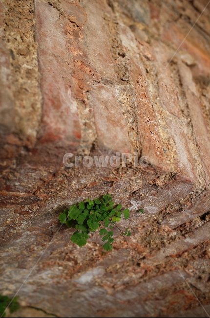 고사리,벽돌벽,벽돌,건물,정원,여름,brick,plant,fern,plants,식물,초록,녹색,잎,이파리,양치식물,여린,틈새,벽,wall,감성사진,빈티지,감성,자연스러운,자연,자연풍경,힐링,힐링사진,느낌,분위기