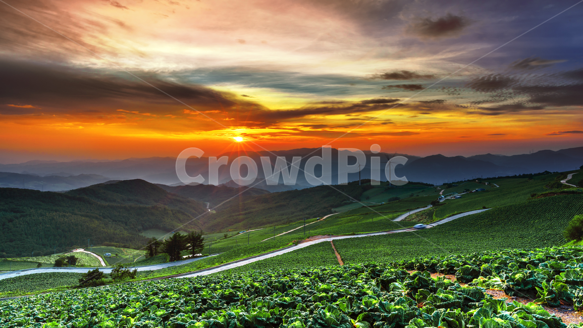 일출,매봉산,바람의언덕,풍력발전기,새벽,여명,붉은,배추밭,고랭지,nature,scenery,landscape,mountain,자연,풍경,nature,landscape,한국자연풍경,한국자연경관,korea nature landscape,outdoors,옥외,경치,산,mountain range,산맥