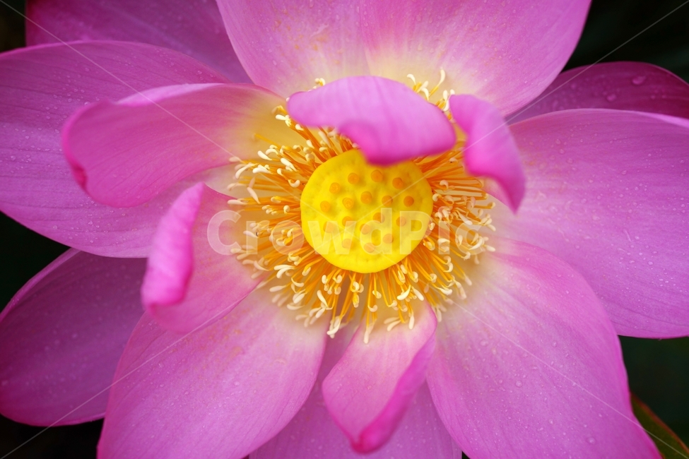 연꽃,연,꽃,여름꽃,7월,식물,자연,plants,nature,꽃,flower