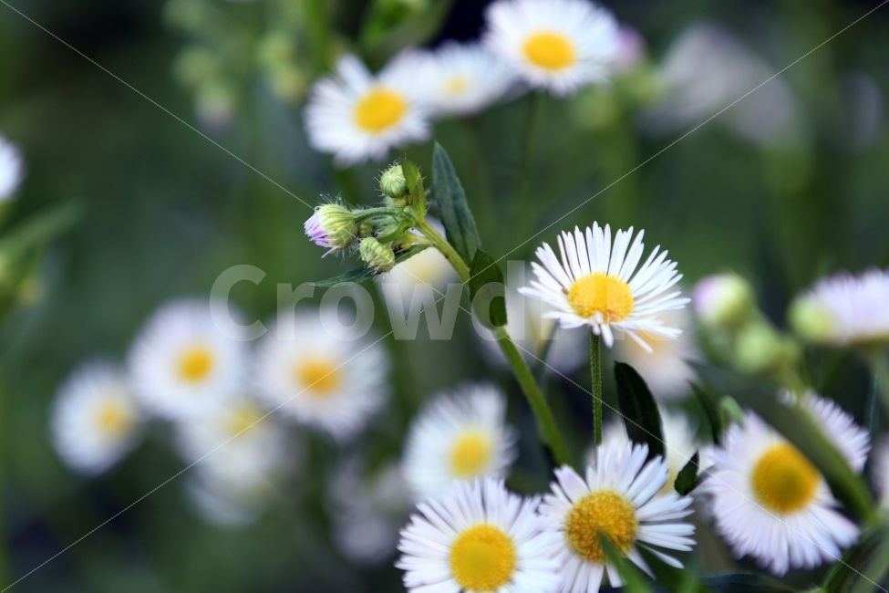 개망초,계란꽃,가을,꽃말화해,야생화,식물,자연,plants,nature,꽃,flower,감성,sensible,feeling