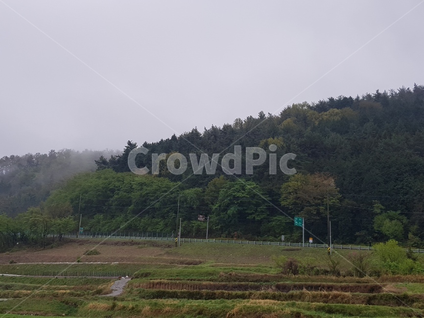 forest,road,foggy day,mountain path,cloudy day,Fog