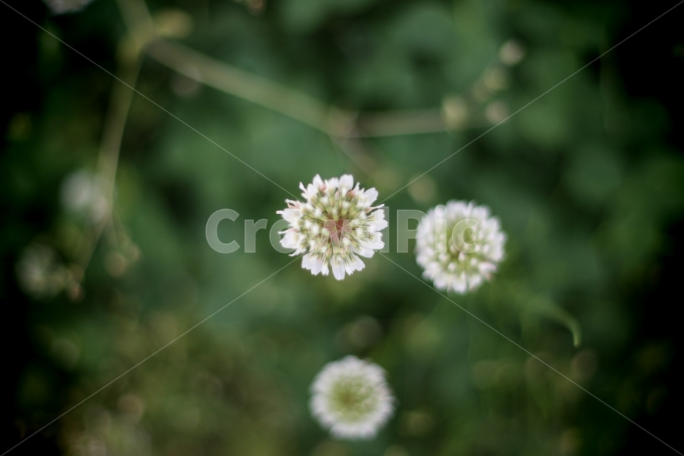 토끼풀,클로버,식물,들꽃,들풀,자연,식물,자연,plants,nature,꽃,flower