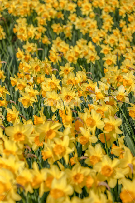 수선화,꽃,식물,flower,blossom,식물,자연,plants,nature,꽃,flower