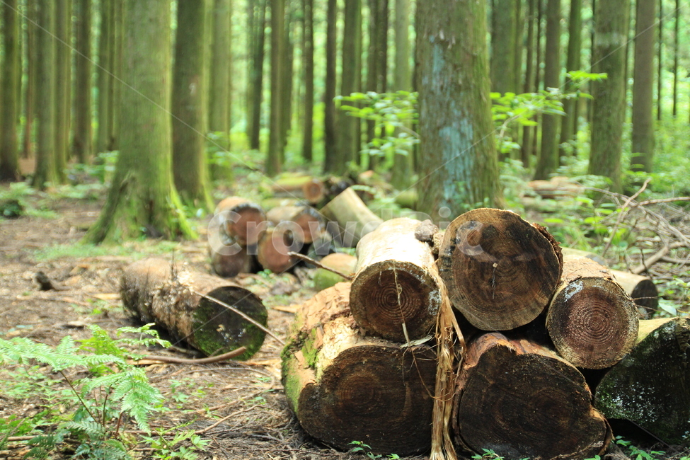 wood,나무,lumber,재목,숲,자연