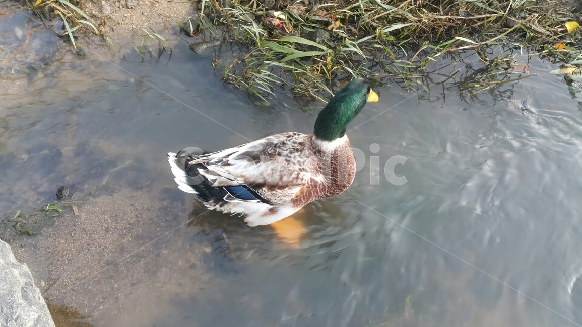 오리,청둥오리,청동오리,조류,동물,자연,duck,동물,animal,조류,새,birds