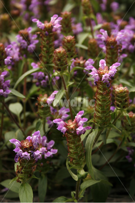 꿀풀,식물,flower,plants,nature,꽃,꽃봉오리,꽃밭,식물,자연,plants,nature,꽃,flower