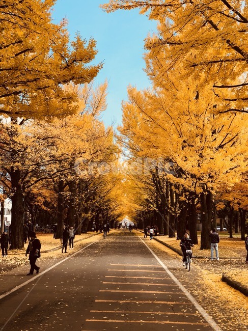 가을,은행나무,은행나무길,대학로,plant,tree,road,tarmac,person,가을,계절,fall,autumn,season