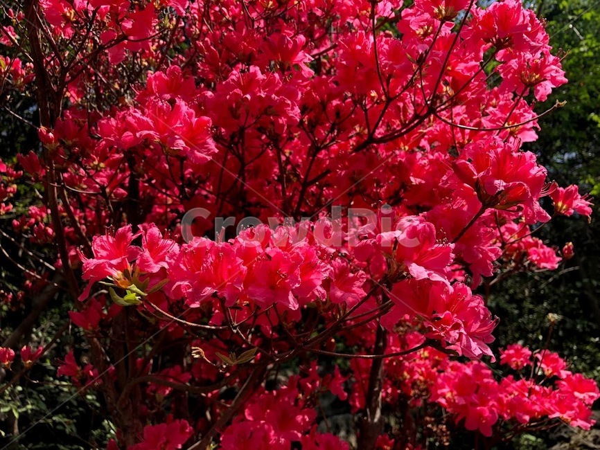 꽃,봄꽃,flower,빨강,red,봄
