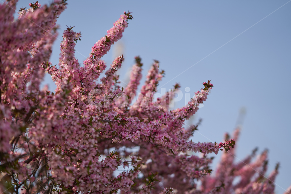 spring,flowers,botanical,봄,꽃