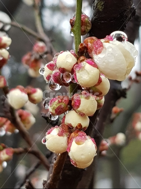 flower,꽃,꽃나무,이슬,꽃봉우리