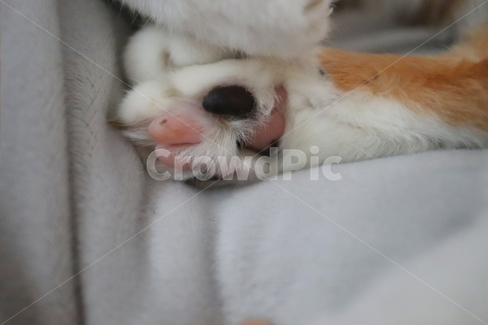 고양이,동물,고양이발바닥,고양이젤리,얼룩젤리,동물,animal,포유류,mammal,고양이,cat,kitten,kitty