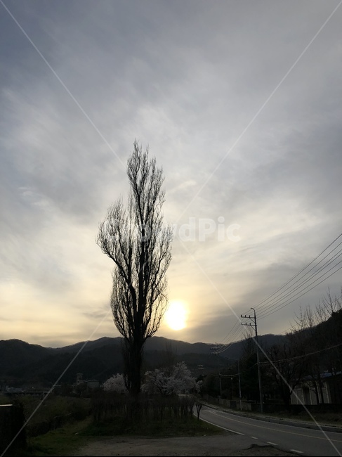 하늘,나무,노을,구름,석양,자연,봄,가을