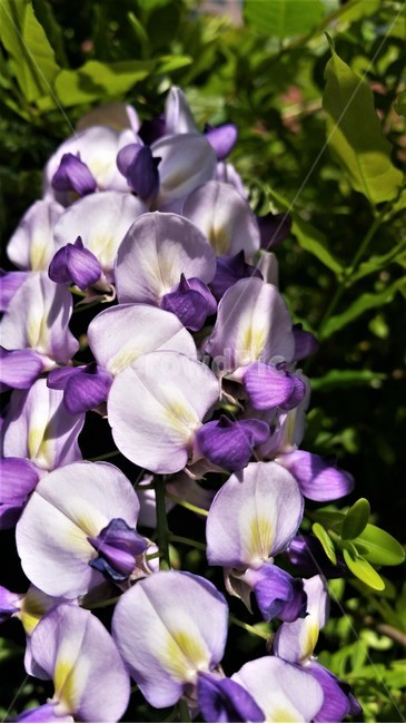 보라색꽃,꽃,봄,spring,보라,보라색,식물,봄꽃,봄날,정원,flower,garden,plant,springflower,만개,만개한,만개하다,blossom,화단,purple,purpleflower