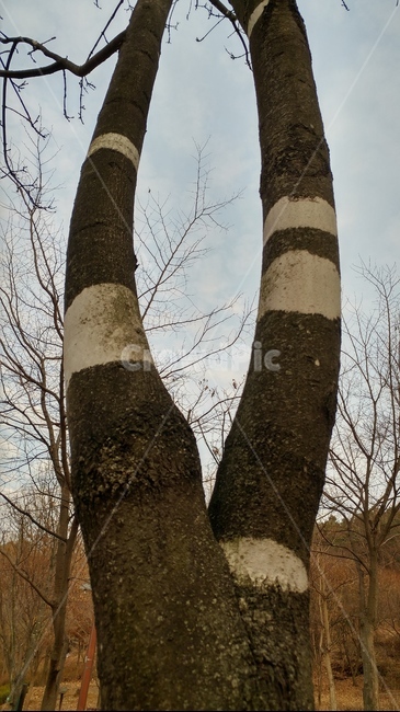 물푸레나무,얼룩무늬,얼룩말,나무,식물,자연,수피,나무껍질,목재,단단한,식물,자연,plants,nature,나무,trees,wood