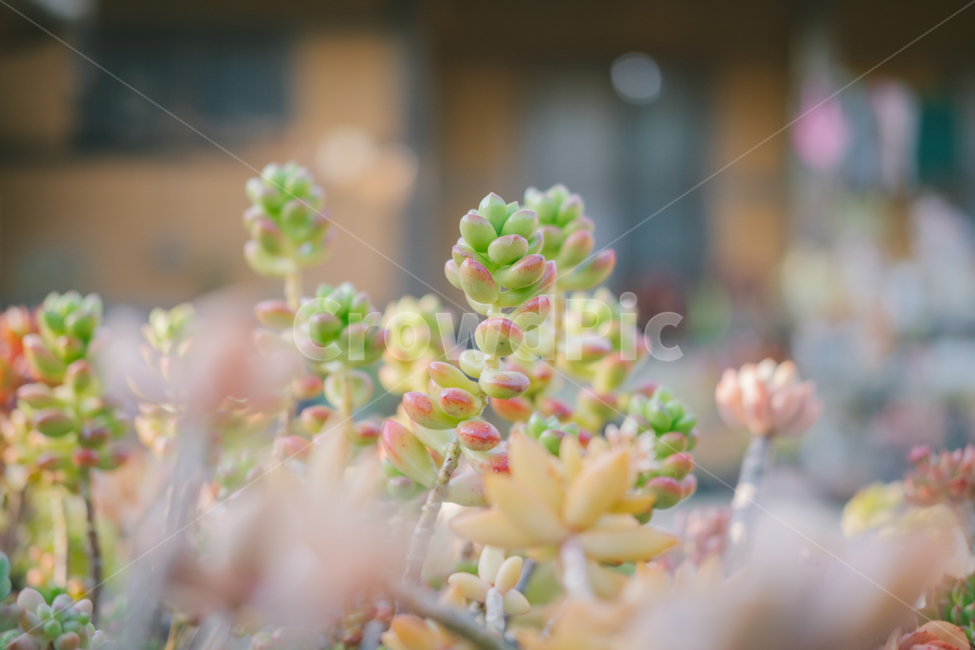 식물,다육이,화분,빛,감성,화사함,식물,자연,plants,nature,감성,sensible,feeling,휴식,힐링,rest,relaxation,healing