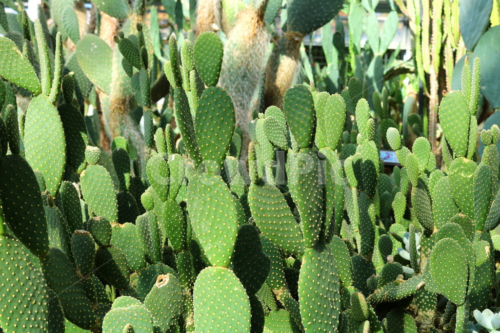 선인장,금오모자,다육식물,식물,자연,식물,자연,plants,nature