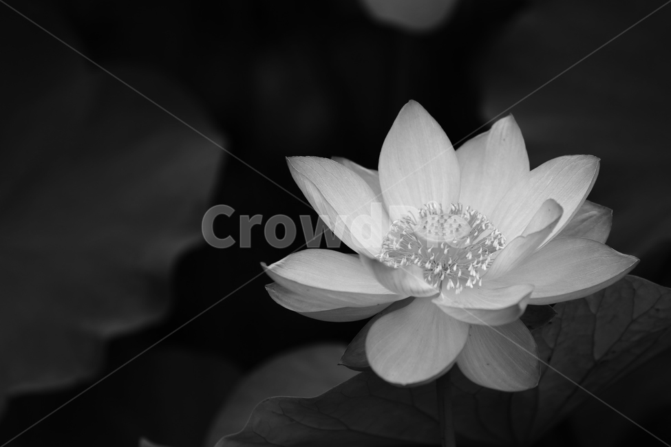 꽃,여름,연꽃,연못,flower,summer,lotus,pond,식물,자연,plants,nature,꽃,flower,흑백,모노톤,monochrome,black and white