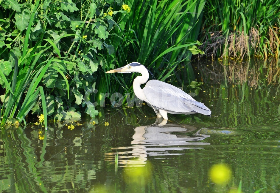 animal,동물,bird,새,waterfowl,물새,stork,황새,하천,강변,왜가리,백로,동물,animal,조류,새,birds