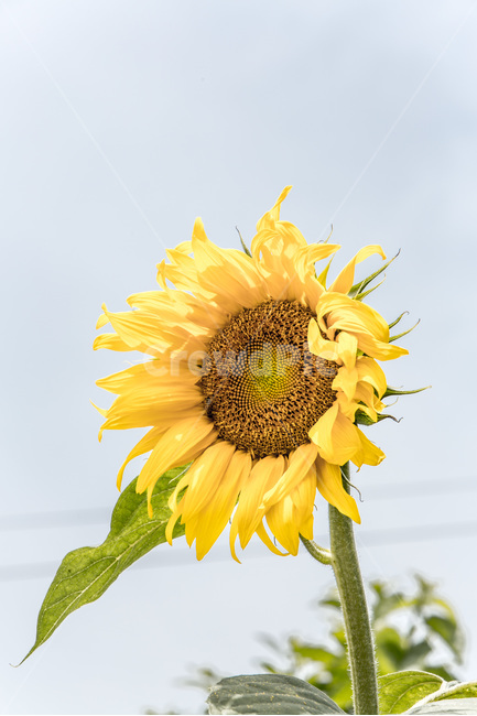 해바라기,꽃,열정,씨앗,바람,식물,노랑,여름,계절,summer,season,가을,fall,autumn,식물,자연,plants,nature,꽃,flower,plant,blossom