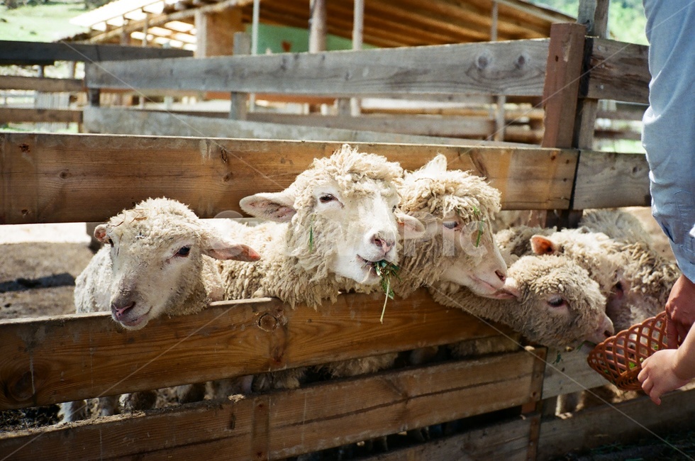 목장,양,양떼,먹이주기,밥시간,동물,animal,포유류,mammal,산업,industry,industrial,목축업,목장,livestock farming,ranching,pasture