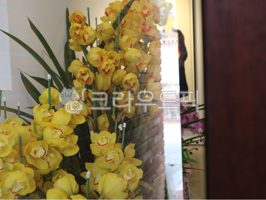 blossom,yellow flower,orchid flower pot,flower