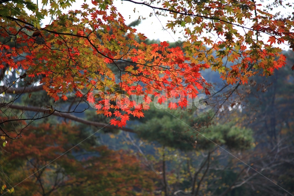 가을,단풍,자연,풍경,나무,가을,계절,fall,autumn,season,식물,자연,plants,nature,leaf,잎,plant,tree