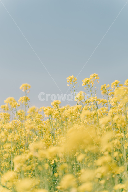 유채,유채꽃,감성사진,blossom,봄,봄,계절,spring,season,식물,자연,plants,nature,꽃,flower