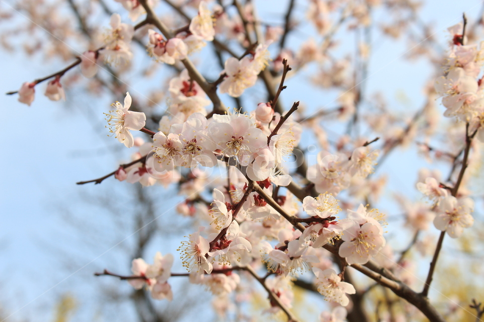 벚꽃,꽃,봄,나뭇가지,cherryblossoms,분홍색,봄,계절,spring,season,plant,식물,flower,blossom