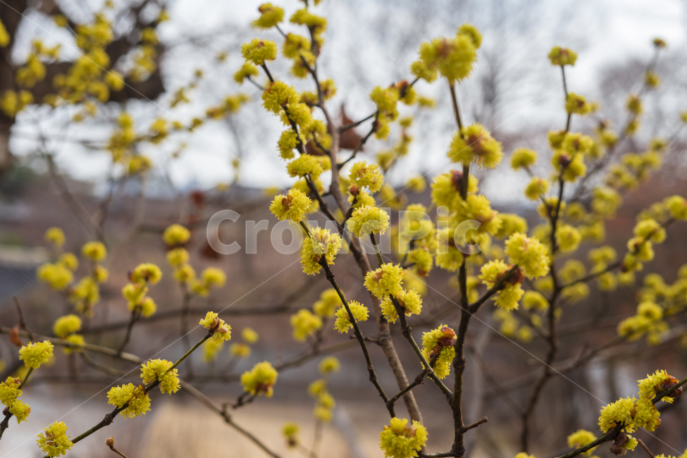 산수유,꽃,나뭇가지,식물,자연,나무,봄,계절,spring,season,식물,자연,plants,nature,꽃,flower,plant