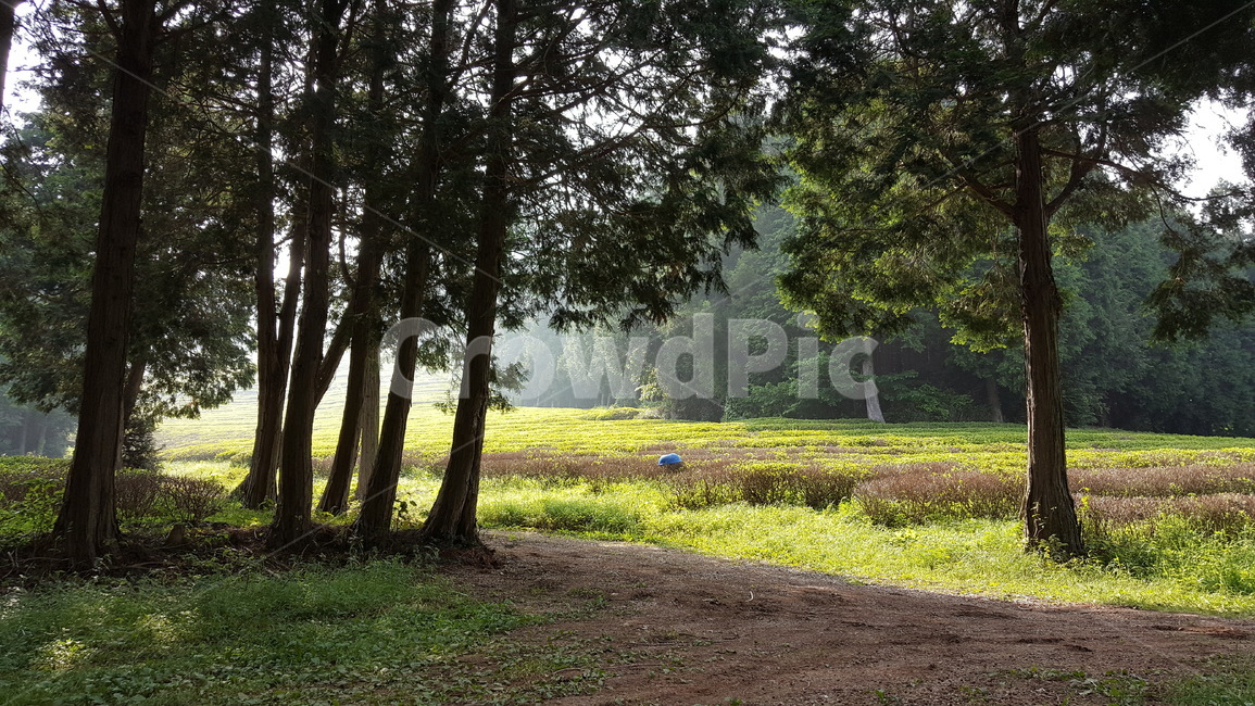 녹차밭,자연,풍경,밫,연두,자연,풍경,nature,landscape,tree,나무,plant,식물,tree trunk,나무 줄기,ground,바닥