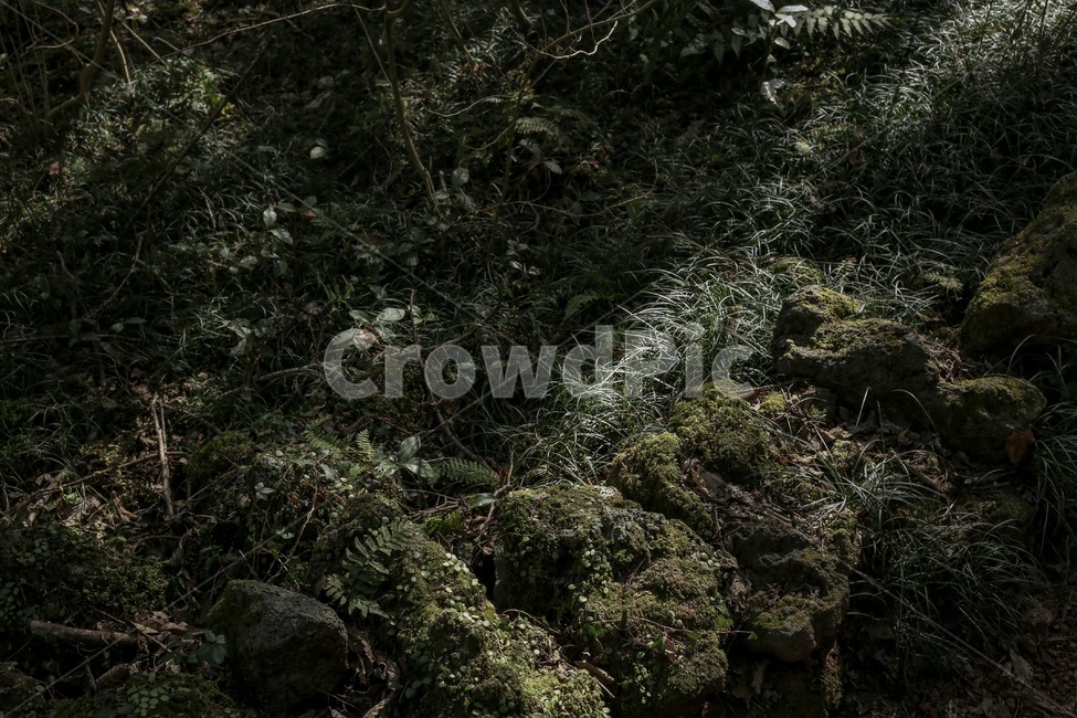 풀,식물,산,나무,tree