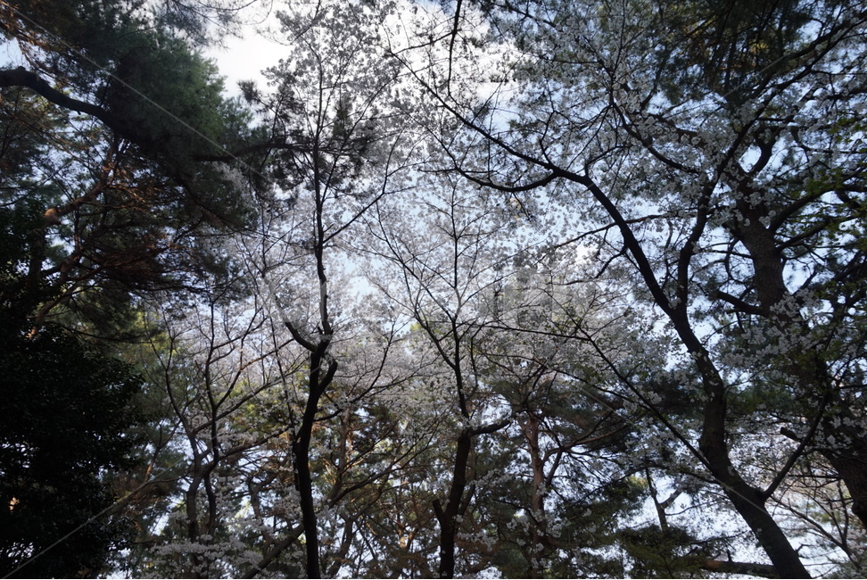 풀,수풀,공원,산,등산,우거진,우거진숲,식물,울창하다,울창함,울창,나무가지,바위,소풍,숲속,돌길,돌담,등산길,등산로,숲길,벚꽃길,길,꽃길,벚꽃,벚꽃나무,나무,숲,자연,풍경,자연,풍경,nature,landscape,식물,plants,나무,trees,wood,plant,tree,tree trunk,나무 줄기