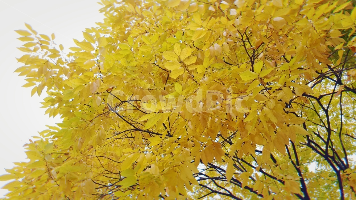 가을,나무,나뭇잎,fall,leaves,autumn,식물,황엽,단풍,노랑,노란색,이파리,잎사귀,가을,계절,fall,autumn,season,leaf,잎,plant,tree,maple