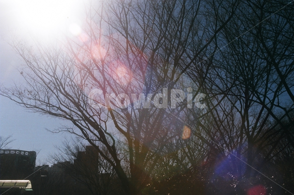 필름,필름사진,햇살,나무,겨울,햇빛,식물,자연,plants,nature,나무,trees,wood