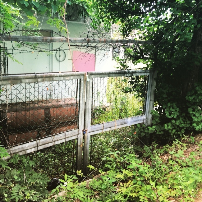 식물,문,철제문,자연,nature,식물,자연,plants,nature