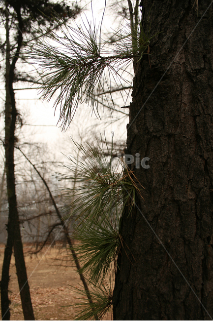 소나무,솔잎,식물,plants,nature,식물,자연,plants,nature,나무,trees,wood