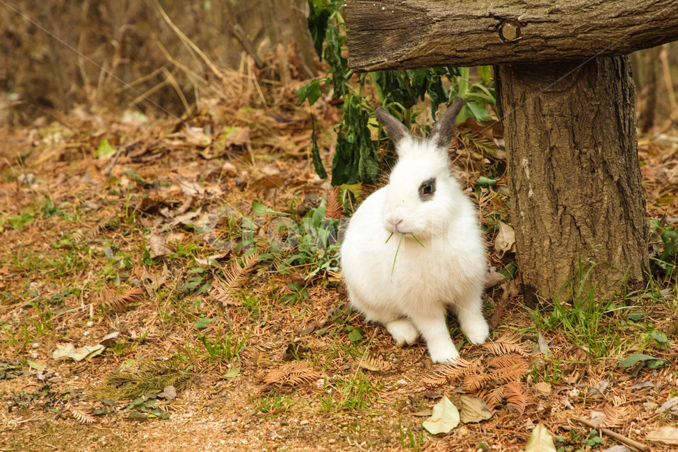 토끼,레빗,동물,귀여운,공원,rabbit,animal,동물,animal,포유류,mammal