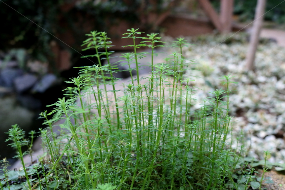 물수세미,수세미,식물,수생식물,개미탑과,자연,식물원,식물,자연,plants,nature