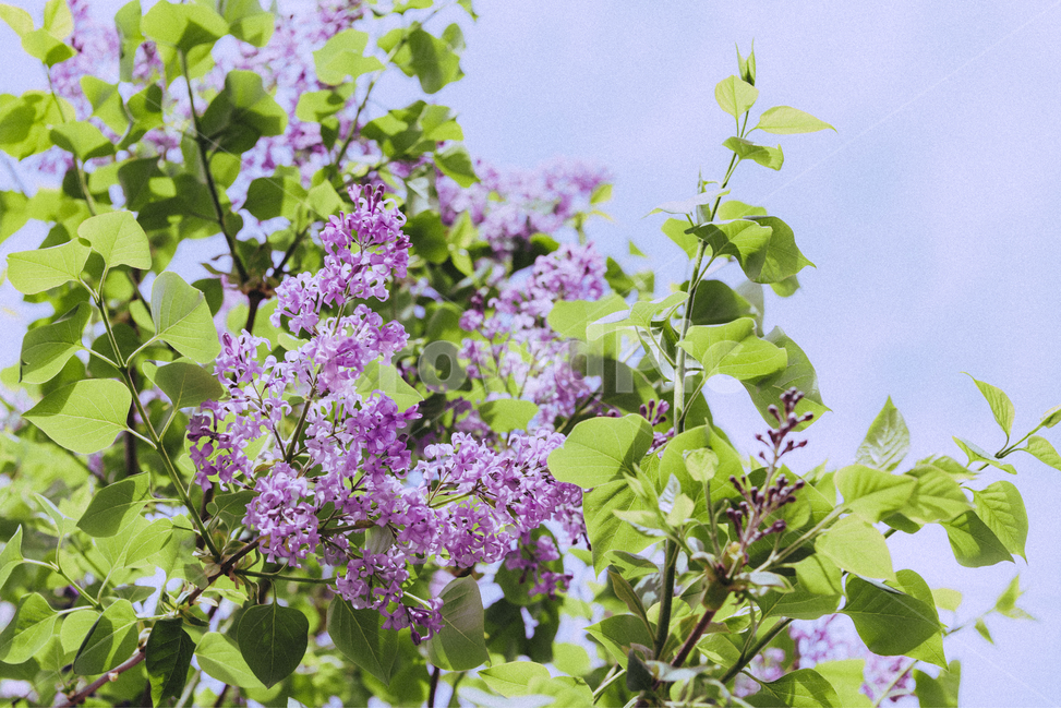 봄,꽃,봄꽃,라일락,나무,자연,감성,보라,spring,flower,tree,nature,식물,봄,계절,spring,season,식물,자연,plants,nature,꽃,flower,plant