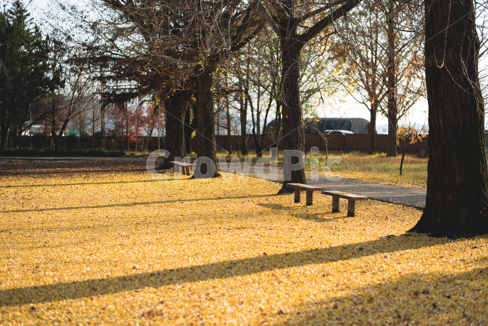 가을,은행잎,가을풍경,풍경,쓸쓸함,따뜻함,가을,계절,fall,autumn,season,자연,풍경,nature,landscape,tree,나무,tree trunk,나무 줄기,plant,식물,furniture,가구