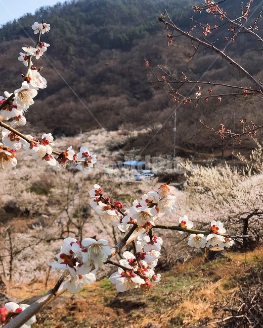 flower,꽃,식물,매화,plant,나무