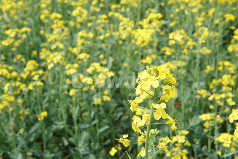 유채꽃,봄,꽃,spring,flower