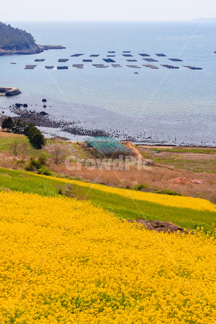 청산도,유채꽃,농촌,농업,경치,자연,풍경,nature,landscape,식물,plants,꽃,flower,outdoors,옥외
